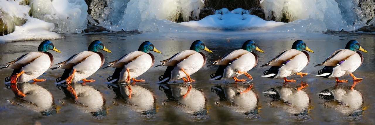 ducks on slippery ice