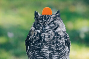 An owl with a hard hat