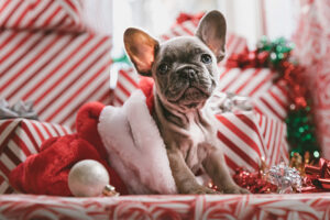 christmas sale dog in santa hat